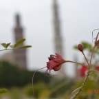 Every petal sings the glory of Allah. — at Sultan Qaboos Grand Mosque.