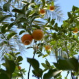 Orange tree in Jericho