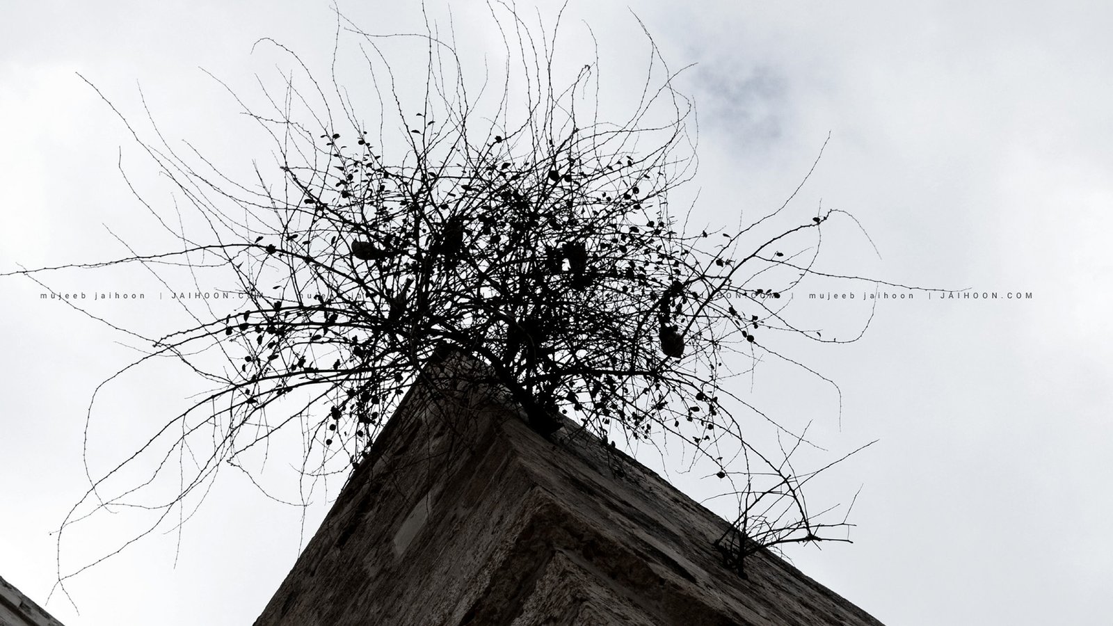 nest, building, birds, palestine