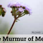 From Funeral to Festival: The Murmur of Meem